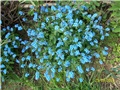 potočnica - lat. Myosotis